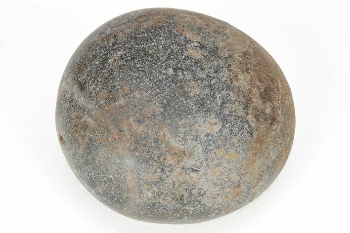 Fossil Plesiosaur (Elasmosaurus) Gastrolith - Montana #208350